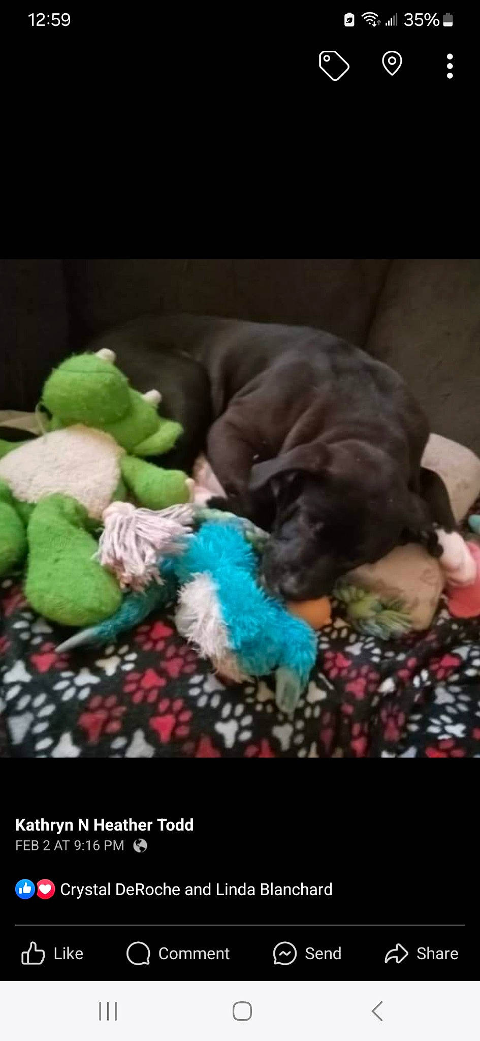 Remy is registered to the contest to win money with this photo: blanket, carnivore, comfort, companion_dog, dog, dog_breed, dog_supply, fur, linens, liver, nap, paw, pet_supply, photo_caption, stuffed_toy, vertebrate, working_animal