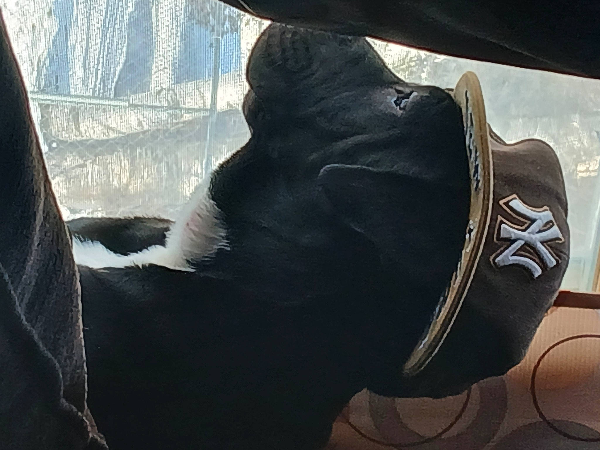 Remy is registered to the contest to win money with this photo: athletic_shoe, automotive_design, automotive_lighting, boot, cap, carmine, fashion_accessory, foot, fur, hat, human_body, human_leg, knee, personal_protective_equipment, sportswear, tail, tints_and_shades, tree, vehicle_door, windshield