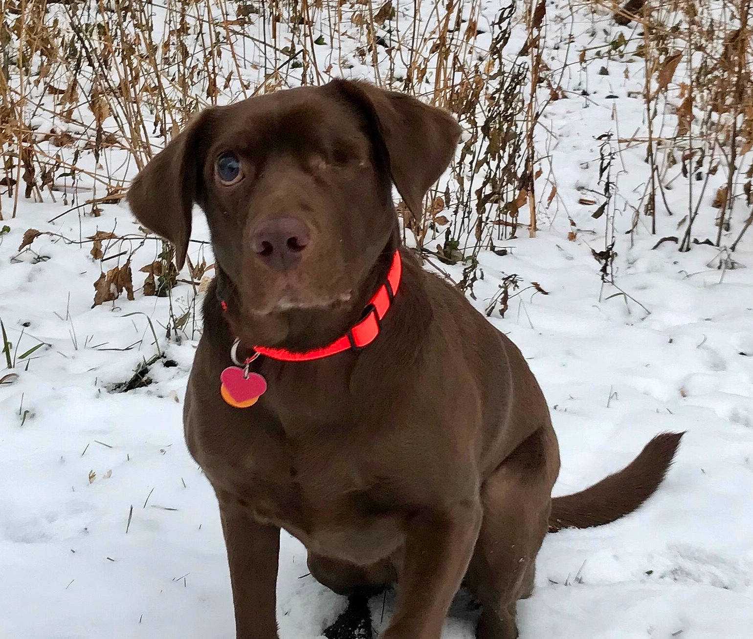 Dakota is registered to the contest to win money with this photo: beagador, borador, canidae, carnivore, chesapeake_bay_retriever, dog, dog_breed, dog_collar, hunting_dog, labrador_retriever, liver, mammal, patterdale_terrier, pointing_breed, rare_breed_dog, retriever, snout, snow, sporting_group, vertebrate