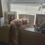 Zoe joined the competition — help win amazing prizes! cat, orange_tabby, book, windowsill, window_blinds, daylight, curious, standing, framed_picture, portrait, candy_bowl, indoor, home, pet, feline, reading, collar, quiet, soft_light, decor
