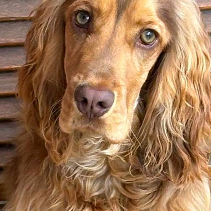 Ventu a rejoint le concours — aidez-le/la à gagner de superbes lots ! animal, brown, calm, close_up, companion, cute, dog, domestic_animal, fluffy, friendly, furry, golden_retriever, indoor, long_fur, looking_at_camera, pet, portrait, sitting, wavy_fur, wooden_shutter