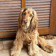 Ventu participe au concours pour gagner de l'argent avec cette photo : animal, canine, companion, cute, dog, ears, face, floor, fluffy, fur, golden_brown, indoor, long_fur, looking_at_camera, paw, pet, sitting, tile, wavy_fur, wooden_shutter