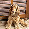 animal, canine, companion, cute, dog, ears, face, floor, fluffy, fur, golden_brown, indoor, long_fur, looking_at_camera, paw, pet, sitting, tile, wavy_fur, wooden_shutter