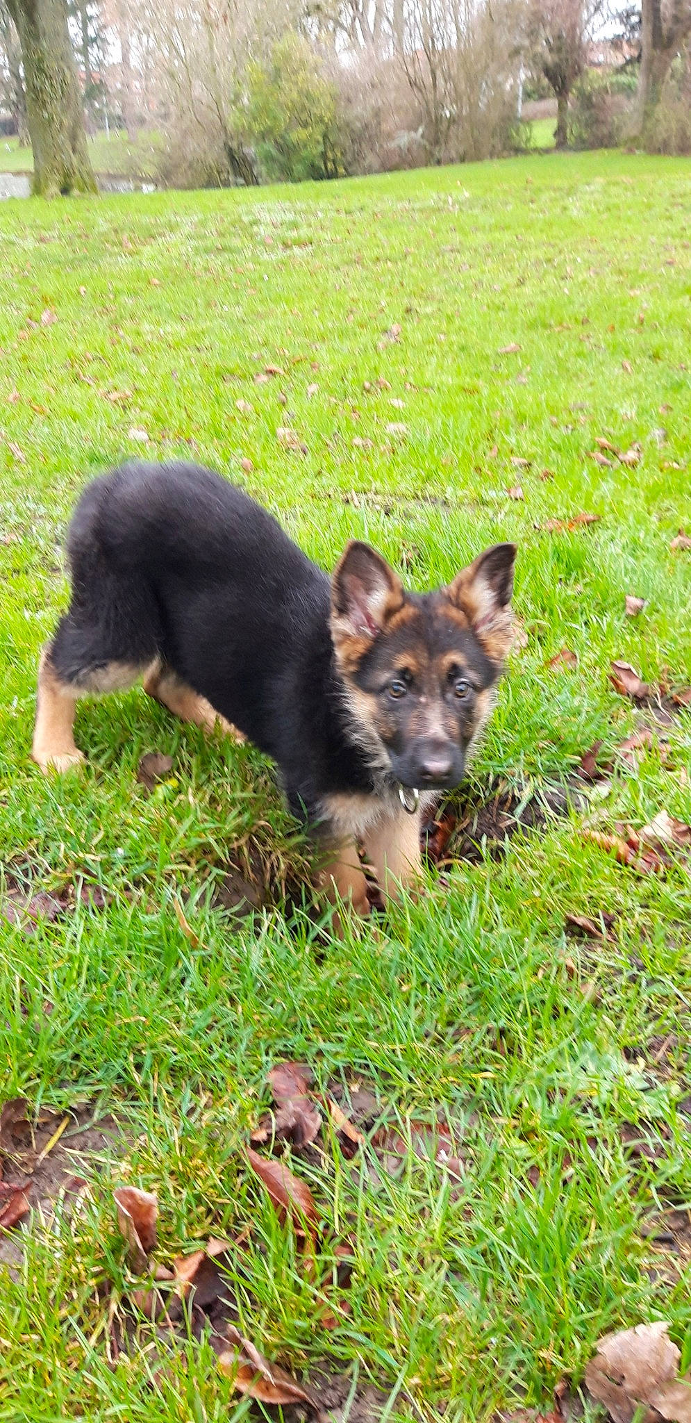 Pouka participe au concours pour gagner de l'argent avec cette photo : bohemian_shepherd, canidae, carnivore, dog, dog_breed, east_european_shepherd, german_shepherd_dog, grass, herding_dog, king_shepherd, mammal, old_german_shepherd_dog, puppy, rare_breed_dog, shiloh_shepherd_dog, vertebrate, working_dog