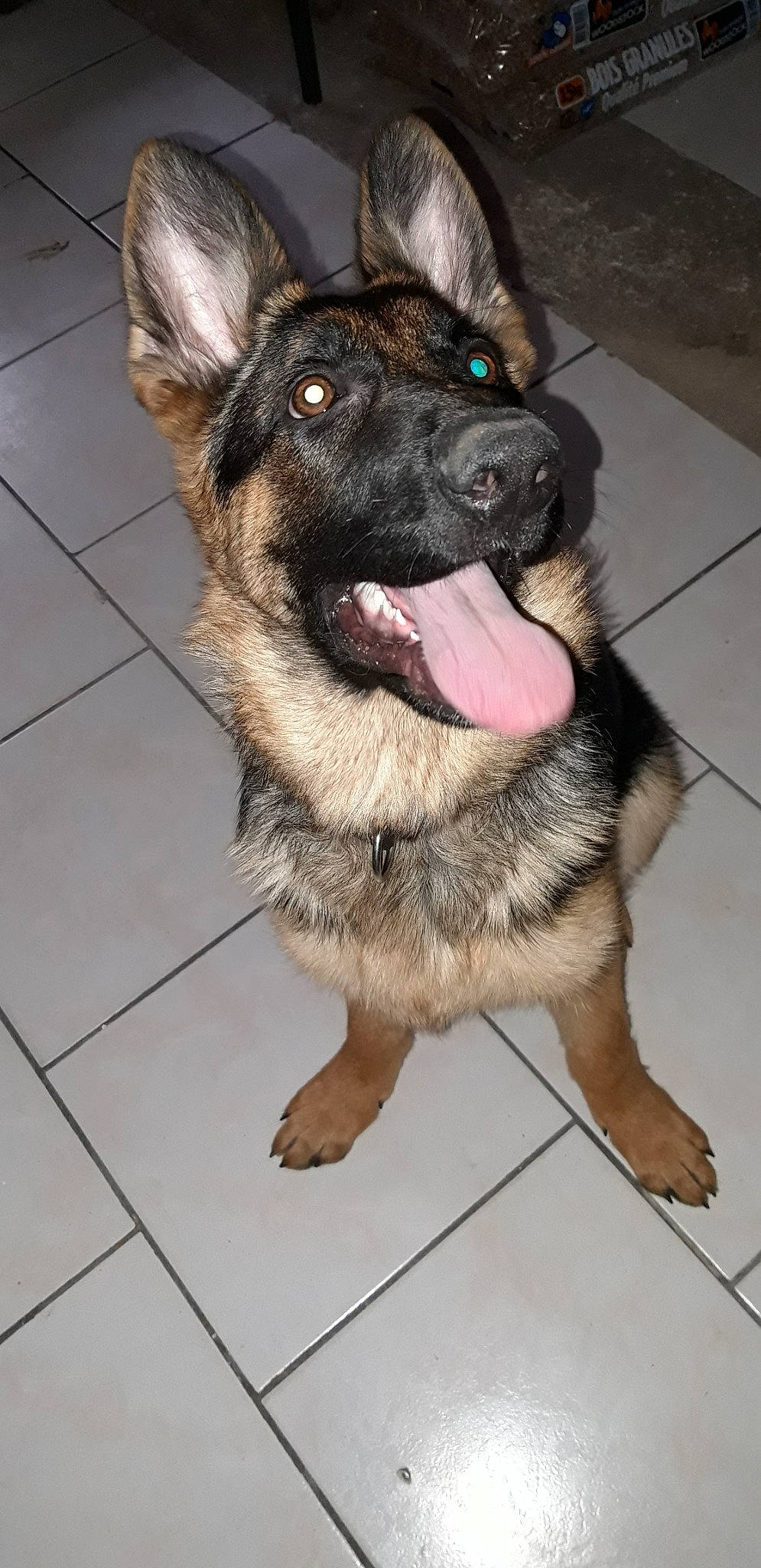 Pouka participe au concours pour gagner de l'argent avec cette photo : belgian_shepherd_malinois, bohemian_shepherd, canidae, carnivore, dog, dog_breed, east_european_shepherd, fawn, german_shepherd_dog, king_shepherd, kunming_wolfdog, mammal, norwegian_elkhound, old_german_shepherd_dog, rare_breed_dog, shiloh_shepherd_dog, snout, vertebrate, working_dog
