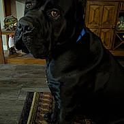 Maximos joined the competition — help win amazing prizes! animal, black_dog, brown_eyes, calm, canine, collar, companion, decorative_figures, dog, floor, home_interior, indoor, large_dog, pet, portrait, quiet, rug, shelf, sitting, wooden_furniture