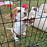 puppy, dog, grass, fence, dog_bed, toy, outdoor, pet, animal, playful, cute, resting, brown_and_white, wire_fence, young_dog, paw, collar, enclosure, home, nature