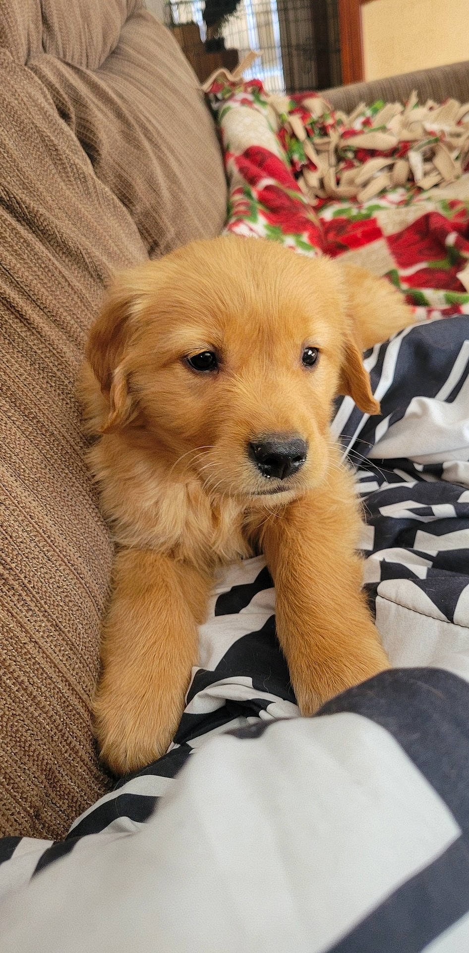 Chevy joined the competition — help win amazing prizes! canidae, carnivore, comfort, companion_dog, dog, dog_breed, dog_supply, fawn, fur, paw, snout, sporting_group, wood, working_animal