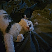 Lilly joined the competition — help win amazing prizes! animal, black, blanket, cat, comfort, cozy, cute, face, feline, fur, indoor, paw, peaceful, pet, relax, rest, sleeping, soft, whiskers, white