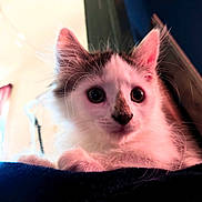 Lilly is registered to the contest to win money with this photo: animal, blanket, cat, closeup, curious, cute, domestic, ears, eyes, feline, fluffy, fur, indoor, kitten, pet, portrait, resting, soft_light, whiskers, young