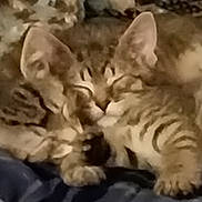 Luna And Kaida is registered to the contest to win money with this photo: animal, cat, closeup, companionship, cozy, cute, cute_pets, domestic, ears, feline, friendship, fur, mammal, pet, resting, sleeping, snuggling, soft, tabby, whiskers