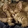 animal, cat, closeup, companionship, cozy, cute, cute_pets, domestic, ears, feline, friendship, fur, mammal, pet, resting, sleeping, snuggling, soft, tabby, whiskers