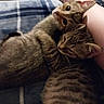 Luna And Kaida is registered to the contest to win money with this photo: animal, cat, closeup, companion, cozy, cuddling, curious, cute, ears, friendship, fur, indoor, kitten, pets, plaid_blanket, resting, sleeping, sleepy, tabby, whiskers