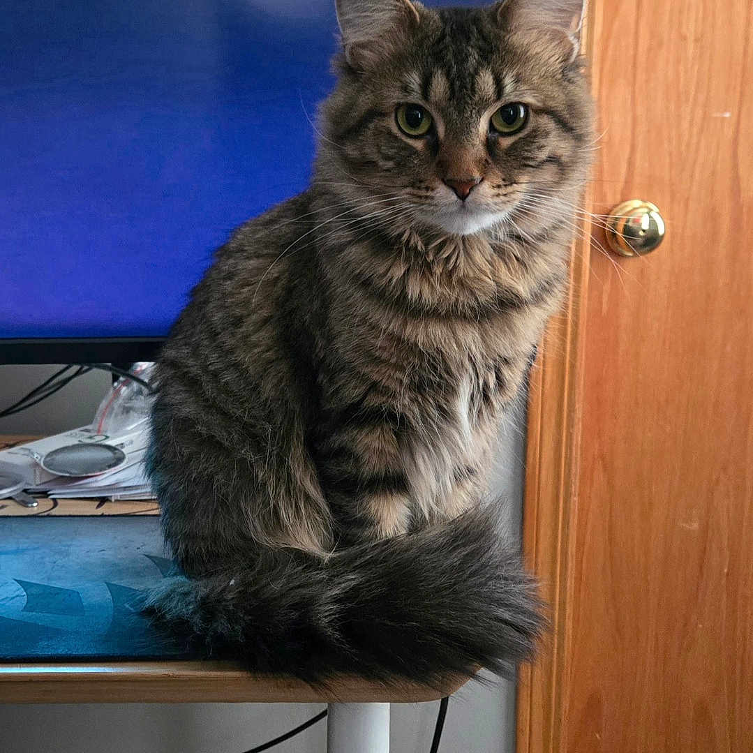 Mako joined the competition — help win amazing prizes! animal, cable, carpet, cat, computer_monitor, curious, desk, electronics, feline, fluffy, furniture, green_eyes, home_office, indoor, looking_at_camera, pet, sitting, tabby, tail, wooden_door