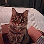 cat, tabby, cardboard_box, bed, feline, pet, indoor, curtain, fur, whiskers, ears, eyes, striped, cute, animal, domestic, resting, cozy, curious, looking