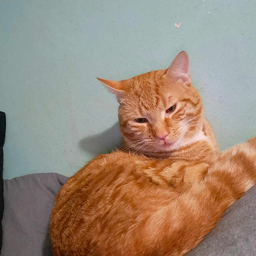 Simba joined the competition — help win amazing prizes! animal, cat, closeup, cushion, cute, domestic_animal, ears, feline, fur, gray, home, indoor, mammal, orange_tabby, pet, relaxed, resting, sleepy, wall, whiskers