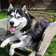 Ramsès participe au concours pour gagner de l'argent avec cette photo : husky, dog, canine, pet, bench, wooden_bench, grass, blue_eyes, tongue_out, fur, paws, portrait, outdoor, nature, smile, muzzle, lying_down, happy, rustic, yard