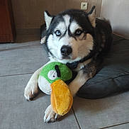 Ramsès participe au concours pour gagner de l'argent avec cette photo : blue_eyes, close_up, dog, dog_bed, ears, fur, home_interior, husky, indoor, looking_at_camera, muzzle, nose, paw, pet, plush_toy, portrait, resting, stuffed_animal, tile_floor, toy