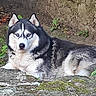 Ramsès a rejoint le concours — aidez-le/la à gagner de superbes lots ! blue_eyes, companion, dog, ears, fur, ground, husky, leaf, lying, moss, muzzle, nature, outdoor, pet, portrait, resting, rock, siberian_husky, stare, stone
