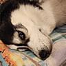 bed, blanket, close_up, cozy, dog, domestic_animal, ear, eye, fur, husky, indoor, lying_down, nose, pet, pillow, portrait, resting, sleepy, tile_floor, whiskers