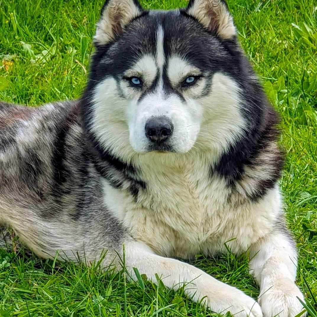 Ramsès a rejoint le concours — aidez-le/la à gagner de superbes lots ! blue_eyes, canine, close_up, dog, ears, fluffy, fur, grass, greenery, husky, lying_down, mammal, nature, nose, outdoor, paws, pet, portrait, relaxed, whiskers