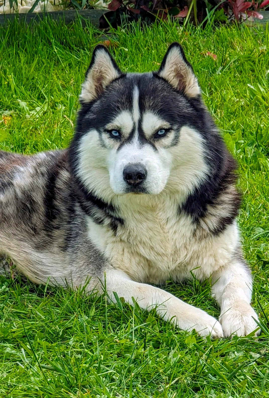 Ramsès a rejoint le concours — aidez-le/la à gagner de superbes lots ! dog, husky, blue_eyes, fur, grass, outdoor, portrait, pet, canine, ears, nose, paws, lying_down, close_up, nature, mammal, whiskers, greenery, relaxed, fluffy