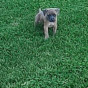 Mary Jade is registered to the contest to win money with this photo: puppy, dog, grass, outdoor, pet, animal, lawn, young, canine, nature, green, daylight, cute, small, alert, standing, fur, mammal, playful, summer