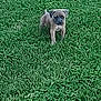 puppy, dog, grass, outdoor, pet, animal, lawn, young, canine, nature, green, daylight, cute, small, alert, standing, fur, mammal, playful, summer