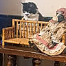 animal, black_and_white, cat, curious, cute, decor, doll, domestic, furniture, furry, home, indoor, miniature_bench, ornate_legs, pet, resting, sitting, tabletop, vintage_clothing, wooden_table