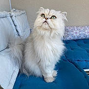 Chewie participe au concours pour gagner de l'argent avec cette photo : cat, fluffy, white_cat, green_eyes, cushion, indoor, pet, feline, soft_fur, seated, looking_up, cozy, home, natural_light, pillow, patterned_pillow, curious, relaxed, domestic_animal, comfortable