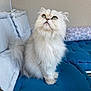 cat, fluffy, white_cat, green_eyes, cushion, indoor, pet, feline, soft_fur, seated, looking_up, cozy, home, natural_light, pillow, patterned_pillow, curious, relaxed, domestic_animal, comfortable