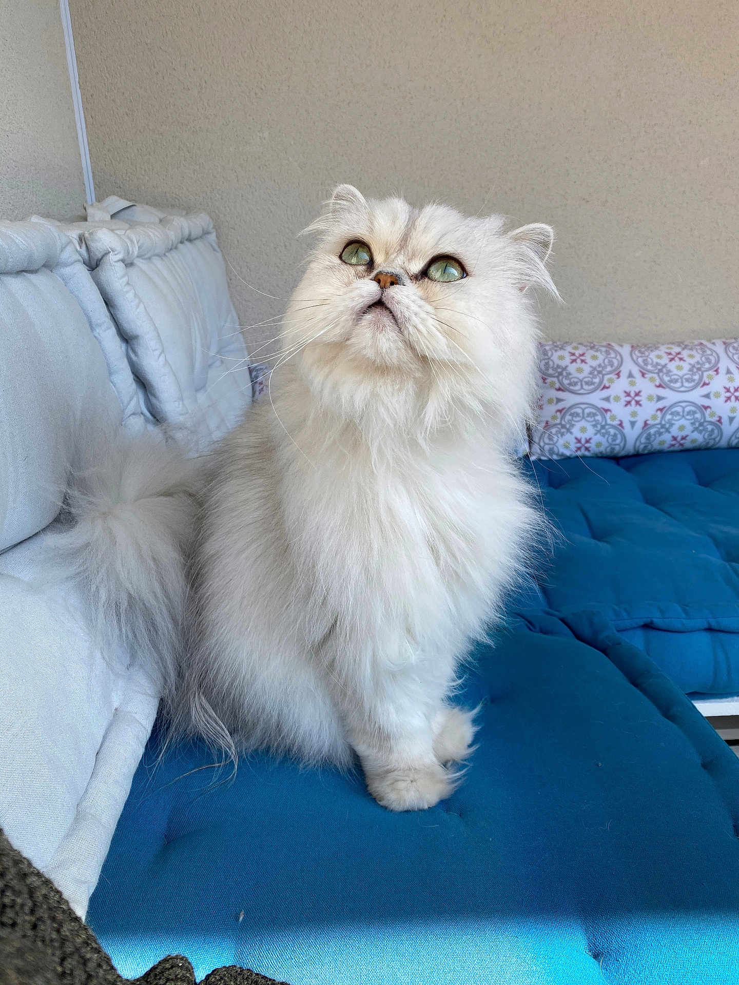 Chewie participe au concours pour gagner de l'argent avec cette photo : cat, fluffy, white_cat, green_eyes, cushion, indoor, pet, feline, soft_fur, seated, looking_up, cozy, home, natural_light, pillow, patterned_pillow, curious, relaxed, domestic_animal, comfortable