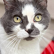 Cupcake is registered to the contest to win money with this photo: cat, close_up, portrait, gray_and_white, yellow_eyes, whiskers, fur, animal, pet, face, ears, nose, indoor, focused, looking, cute, soft_background, feline, mammal, curious