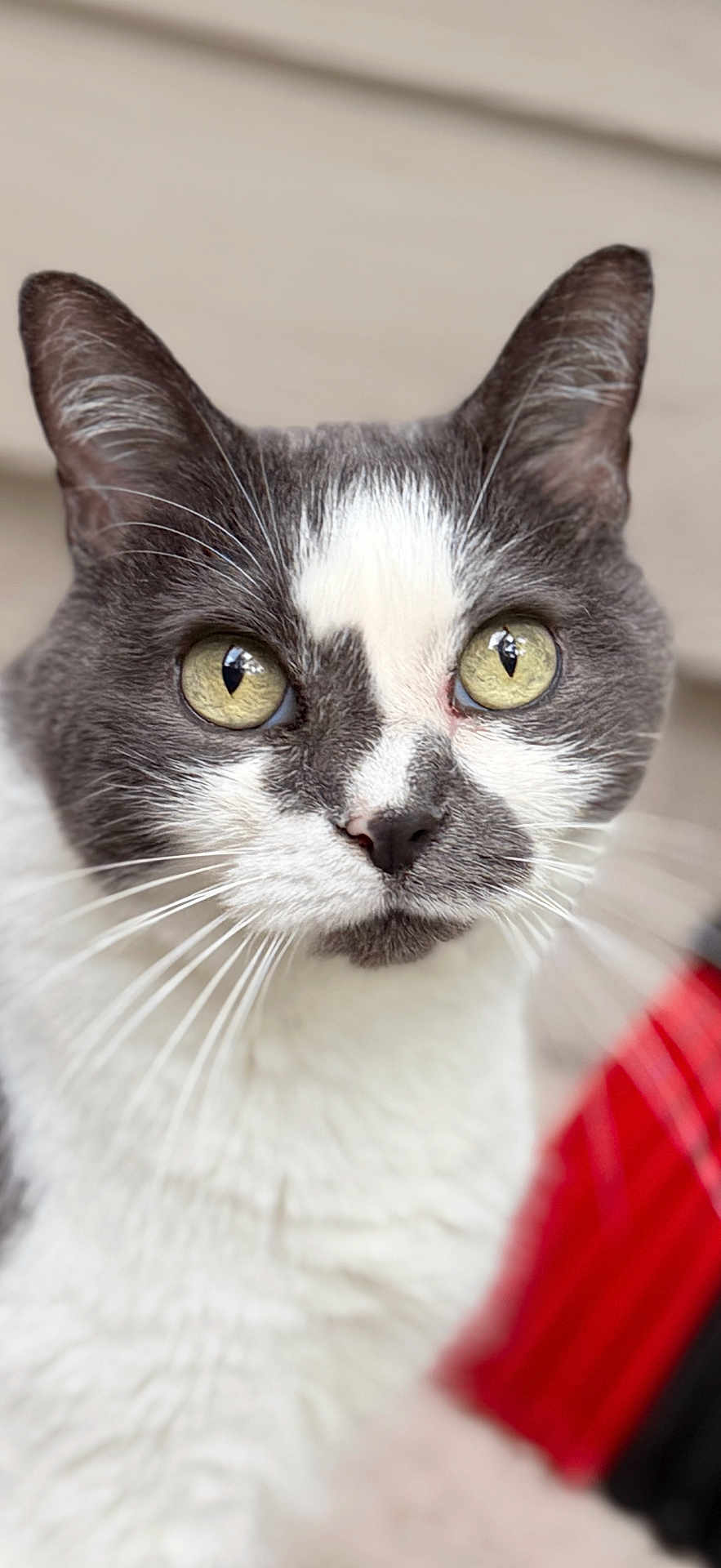 Cupcake is registered to the contest to win money with this photo: cat, close_up, portrait, gray_and_white, yellow_eyes, whiskers, fur, animal, pet, face, ears, nose, indoor, focused, looking, cute, soft_background, feline, mammal, curious