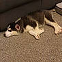 animal, black_and_white, canine, carpet, couch, cozy, dog, domestic_animal, fur, home, house, indoor, pet, puppy, quiet, relaxation, resting, side_view, sleeping, young_dog