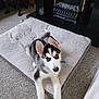 Parker joined the competition — help win amazing prizes! animal, carpet, companion, cozy, curious, cute, dog, dog_bed, domestic, ears, fireplace, floor, furniture, gray, husky, indoor, laying_down, pet, puppy, toy