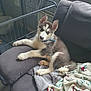 Parker is registered to the contest to win money with this photo: animal, blanket, carpet, collar, couch, cozy, curtain, cute, dog, ears, fur, husky, indoor, paw, pet_pen, puppy, relaxed, resting, window, young