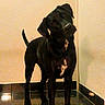 dog, black_dog, standing, indoor, hallway, tiled_floor, wall, portrait, pet, animal, canine, head_tilt, floppy_ears, short_hair, tail, front_view, reflection, warm_lighting, home, curious