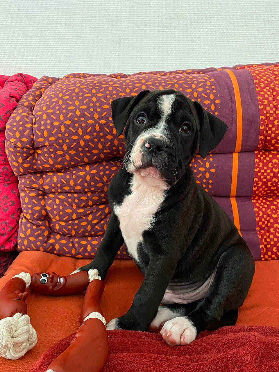 Georges participe au concours pour gagner de l'argent avec cette photo : canidae, carnivore, collar, comfort, companion_dog, couch, dog, dog_breed, dog_collar, dog_supply, fawn, jewellery, molosser, orange, pattern, sitting, snout, sporting_group, thigh, working_animal