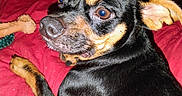 Ragnar is registered to the contest to win money with this photo: animal, bedroom, black_and_tan, blanket, canine, chew_toy, companion, curious, dog, domestic, ears, fur, indoor, looking_back, nose, paw, pet, portrait, red_blanket, small_dog