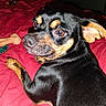 dog, pet, black_and_tan, small_dog, indoor, blanket, red_blanket, chew_toy, animal, canine, fur, ears, nose, paw, looking_back, curious, companion, portrait, bedroom, domestic