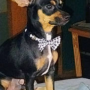 Ragnar joined the competition — help win amazing prizes! alert, animal, bed, black_and_tan, bow_tie, canine, collar, cute, dog, domestic_animal, ears, fur, furniture, indoor, pet, portrait, sitting, small_dog, table, wooden