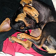 Ragnar joined the competition — help win amazing prizes! animal, black_and_tan, blanket, canine, close_up, companion, cozy, curled_up, cute, dog, domestic_animal, fur, indoors, napping, paws, pet, relaxed, resting, sleeping, snout