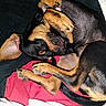 dog, sleeping, black_and_tan, curled_up, paws, blanket, pet, cozy, fur, animal, resting, indoors, cute, napping, canine, close_up, relaxed, companion, domestic_animal, snout