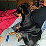 dog, bed, blanket, person, toy, indoor, black_dog, tan_markings, furniture, relaxing, comfort, pet, canine, side_view, human_hand, casual, resting, fabric, home, companion