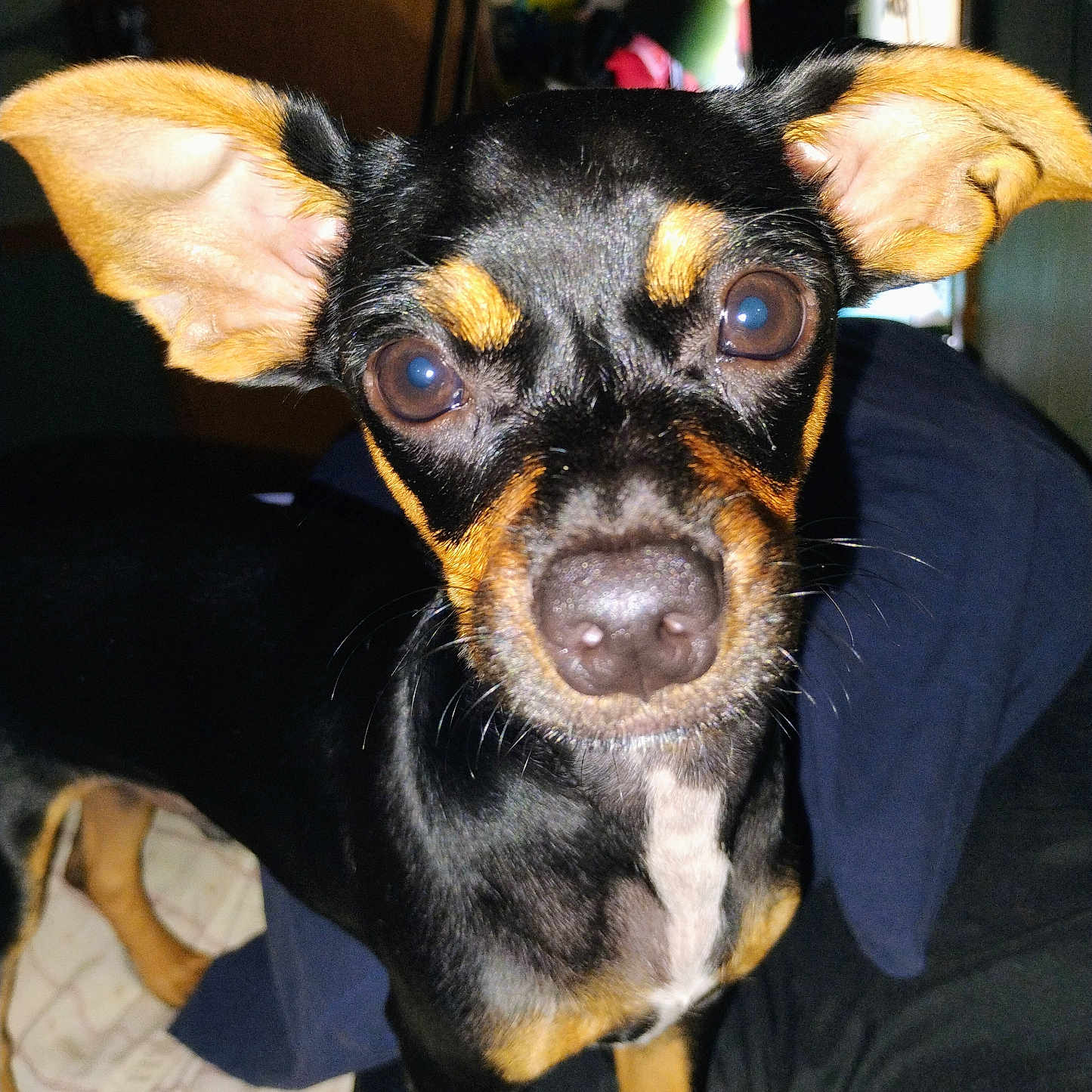 Ragnar is registered to the contest to win money with this photo: alert, animal, bed, black_and_tan, blanket, canine, closeup, companion, curious, cute, dog, domestic, ears, eyes, face, fur, indoor, nose, pet, whiskers