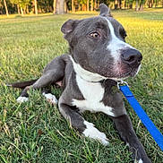 Duke joined the competition — help win amazing prizes! dog, grass, leash, outdoor, park, sunlight, nature, pet, canine, animal, greenery, collar, resting, summer, daylight, muzzle, ears, white_paws, closeup, relaxing