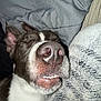 Duke is registered to the contest to win money with this photo: dog, sleeping, close_up, nose, teeth, blanket, bedding, fur, resting, cozy, pet, animal, indoors, relaxation, cute, snout, whiskers, brown, white, ears