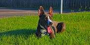 Duke joined the competition — help win amazing prizes! dog, animal, pet, grass, outdoor, sunlight, happy, tongue_out, ears, collar, tag, greenery, nature, canine, resting, daytime, fence, street, shadow, summer