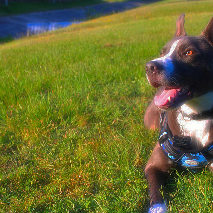 Duke is registered to the contest to win money with this photo: animal, black_and_white, canine, collar, daytime, dog, ears_up, field, grass, happy, harness, lying_down, mammal, nature, outdoor, panting, pet, playful, sunlight, tongue_out